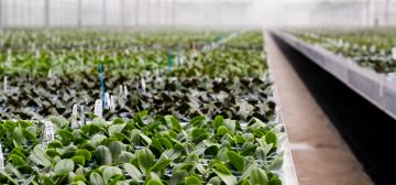 Microflor