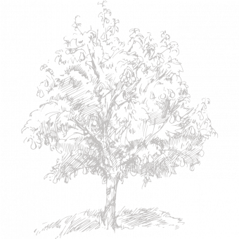 Horticulture belge