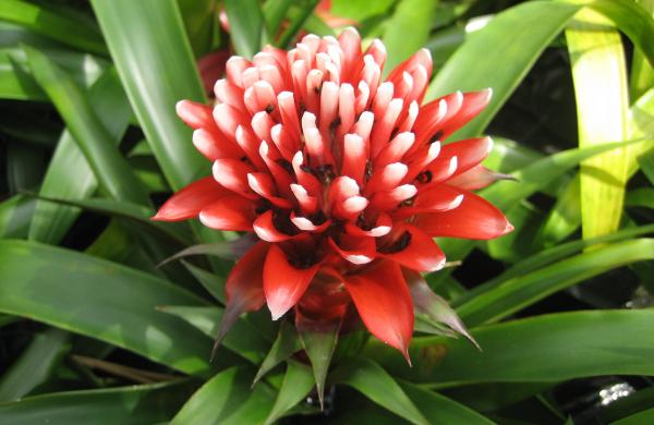 Bromelia