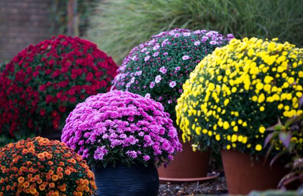 Chrysanthemums