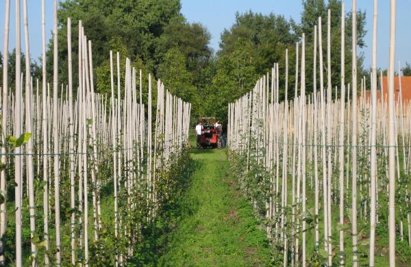 Tree nursery