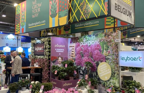 A Fresh Look for Flanders at IPM