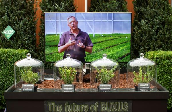 4 nieuwe Buxus variëteiten