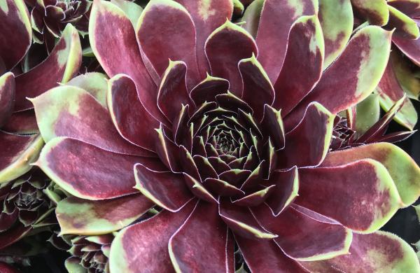 Florall trade fair: Sempervivum ‘Coconut Crystal Belsemmag1’ wins golden Florall award