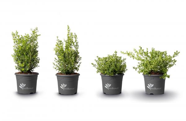 Eerste digitale Florall-beurs: Betterbuxus® verovert gouden Florall award