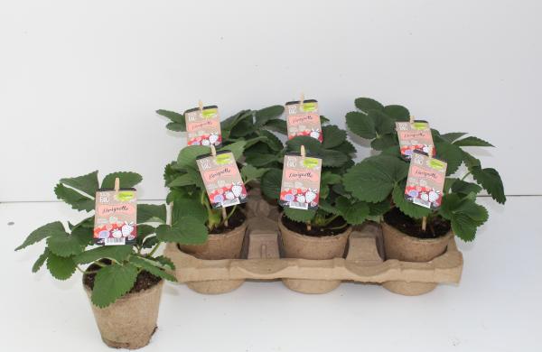 Ecological strawberry plants