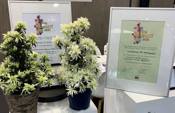 Hortinno® Magisnow ‘Winter Beauty‘®: Beste blühende Zimmerpflanze und Publikumsliebling der IPM Essen