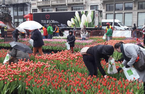 4.500 passers-by picked their own bouquet of tulips