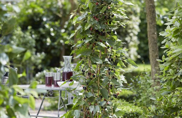 Morus rotundiloba Mojo Berry wint gouden FLORALL award