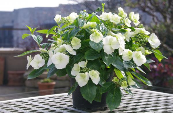 Goud voor Hydrangea 'Runaway Bride' van De Nolf, bekroond omwille van de unieke bloeiwijze