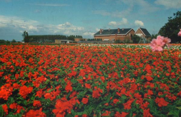 Perkplanten