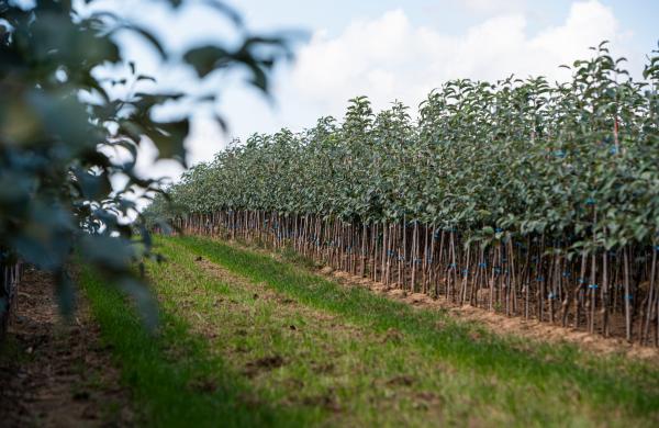 Fruit trees
