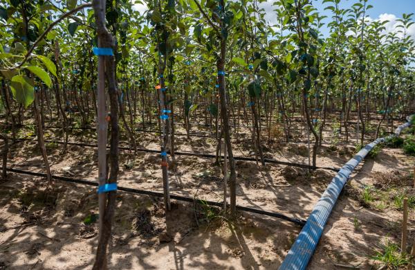 Fruit trees