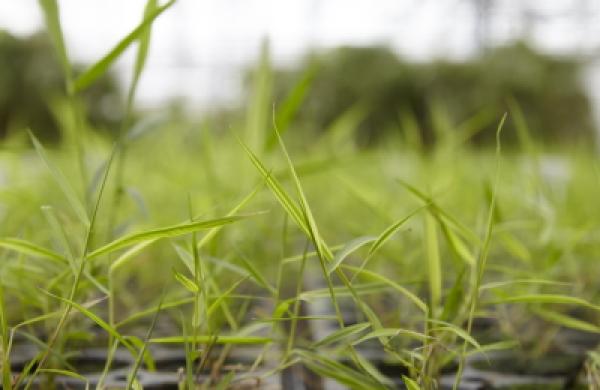 Young plants