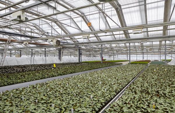 Young plants