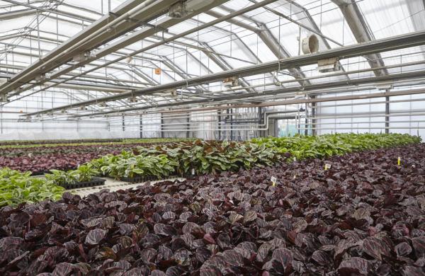 Jeunes plants