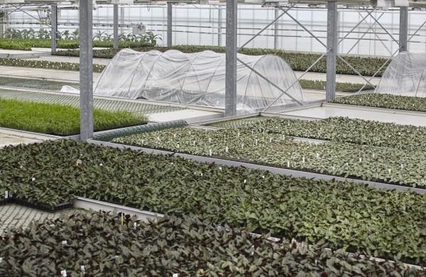Plantes d'intérieur