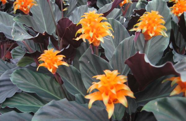 Indoor plants