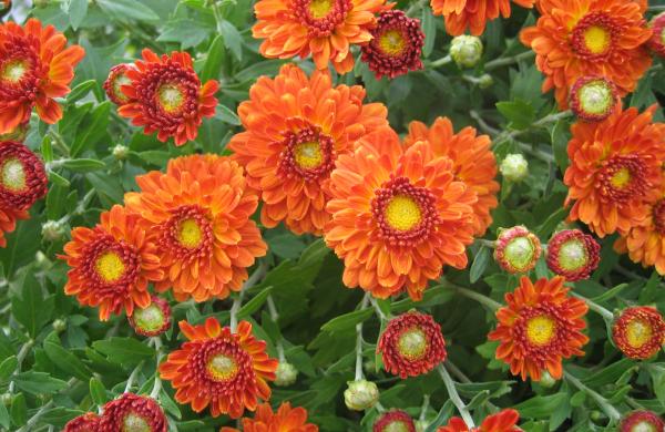 Chrysanten