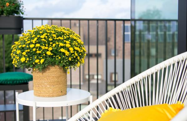 Chrysanten