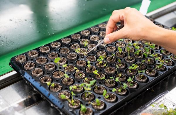 Young plants