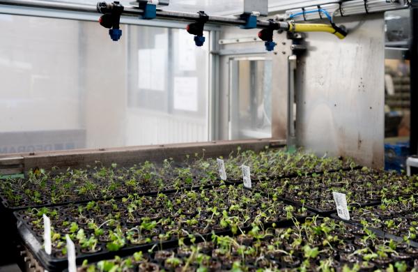 Young plants