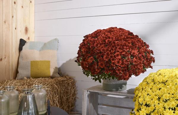 Chrysanten