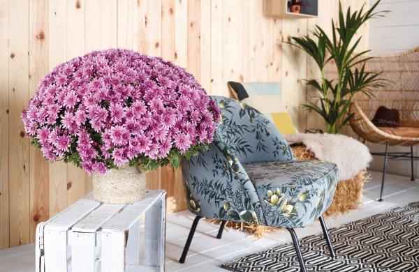 Chrysanthemums