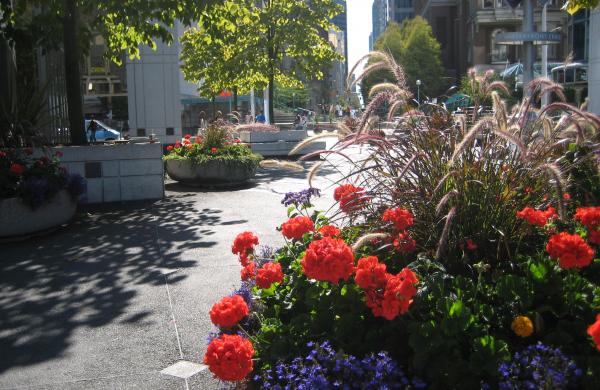 Bedding plants