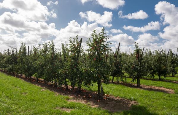 Obstbäume