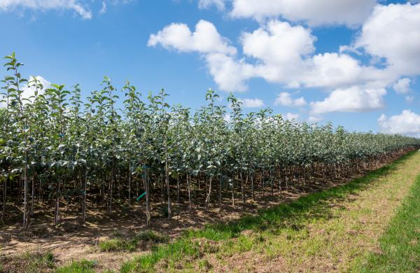 Obstbäume