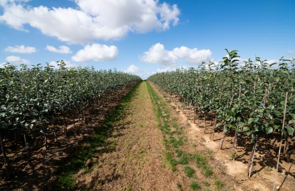 Fruit trees