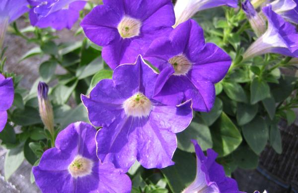 Bedding plants