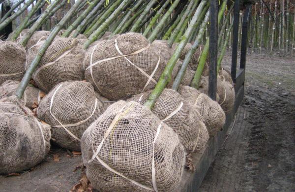 Tree nursery