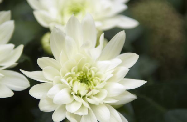 Chrysanten