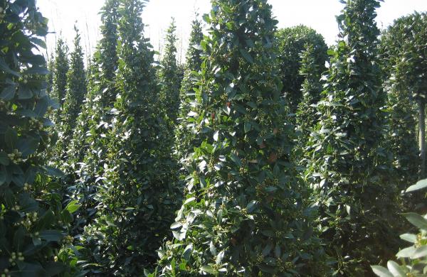 Flemish bay trees
