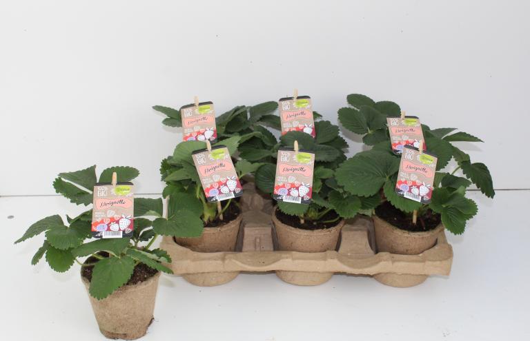 Gold for the concept of Dataflor: ecological strawberry plants of Berroo Pure