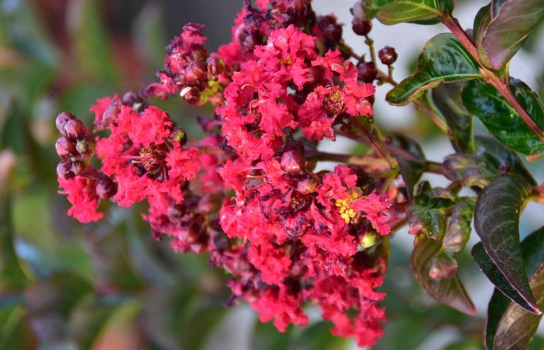 Lagerstroemia x hybride ‘Miss Frances’ wint de bronzen FLORALL award. 