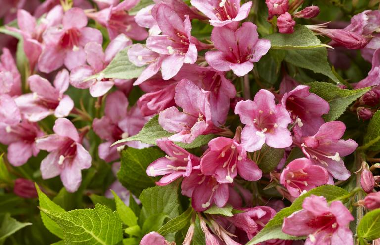 Weigela florida 'Picobella (R) Rosa' kent een lange bloeiperiode: van mei tot oktober.