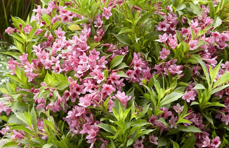 Weigela florida 'Picobella (R) Rosa' kaapte de zilveren FLORALL award weg.