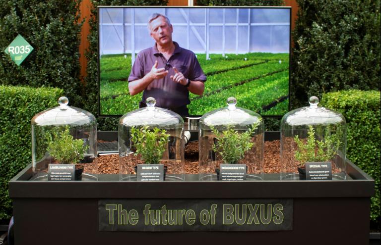 4 new varieties of Buxus 4 new varieties of Buxus