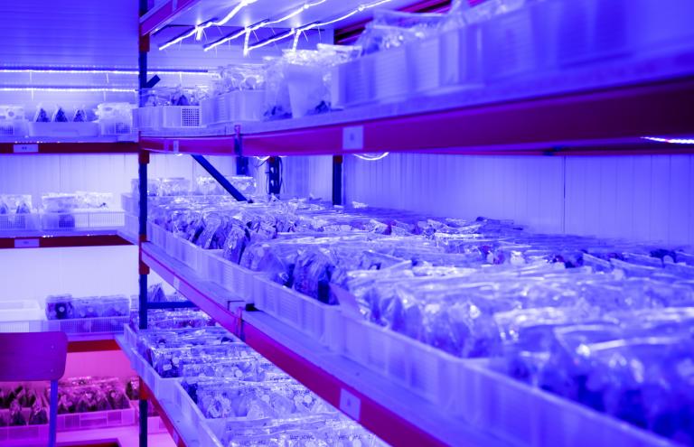 Flanders plants - innovation Flanders plants - innovation