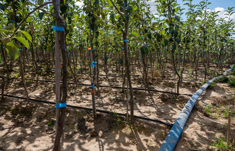 Fruit trees Fruit trees