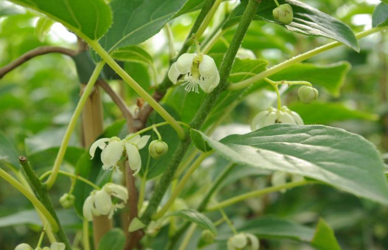 Actinidia arg 'Issai'