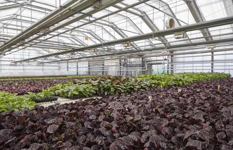 Jeunes plants - large assortiment Jeunes plants - large assortiment