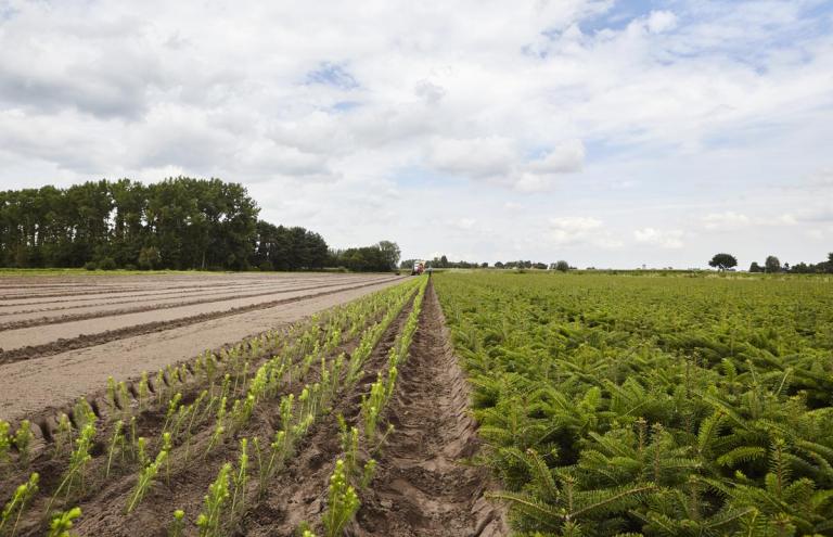 tree nursery tree nursery