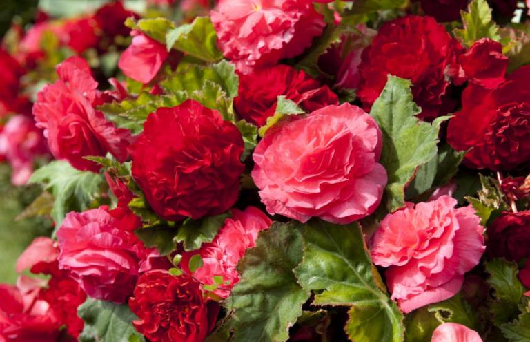 Begonia Begonia