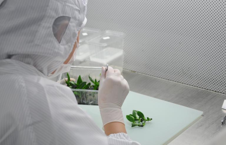 Flemish horticultural sector innovates