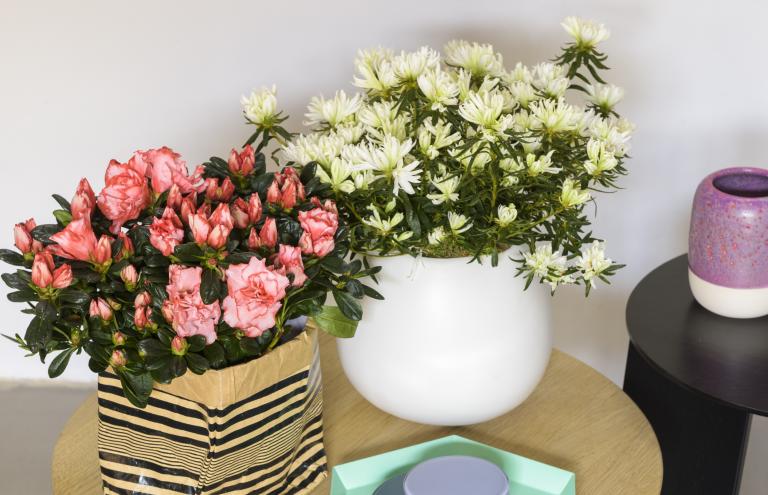 Gentse azalea Gentse azalea