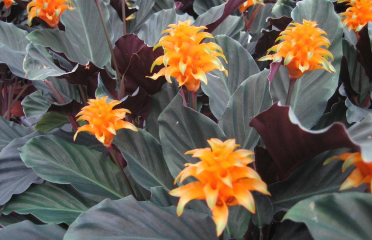 Calathea Calathea